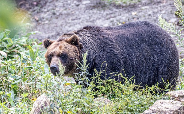 ヒグマとツキノワグマの違い